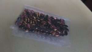 Framed Kundans eye shape 36 Glossy type 10grams light pink colour